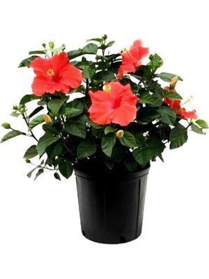 Die Grup Videolu Japon Gülü Kırmızı Renk Çiçekli 1 Adet Saksılı 20-40CM Iç Mekan Teras Bitkisi (Hibiscus)