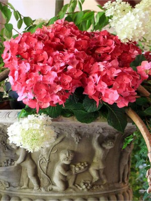 Die Grup Videolu Hoş Kırmızı Çiçekli Ortanca Fidanı 30-50 cm Tüplü Çiçekli Bodur Bitkiler Red Hydrangea