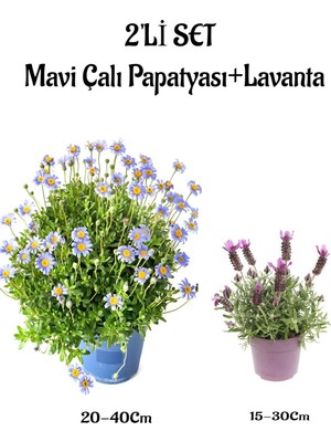 Hakay Serada Decor & Plant Mavi Çalı Papatyası Felicia + Mor Lavanta Fidanı Saksılı 2'li Set, Çok Renkli