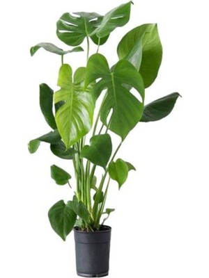 Hakay Videolu Deve Tabanı Bitkisi 1 Adet Saksılı 70-100CM Iç Mekan Salon Ofis Bitkisi (Monstera Deliciosa)
