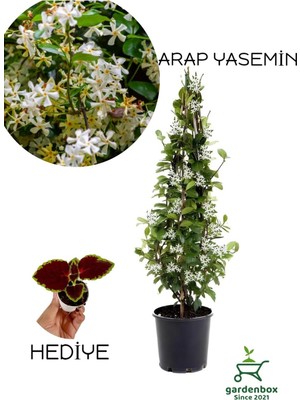 Hakay Nura Botanik Mis Kokulu Arap Yasemin Çiçeği, 1 Adet, Saksılı, 30-60 Cm, Yaprak Güzeli