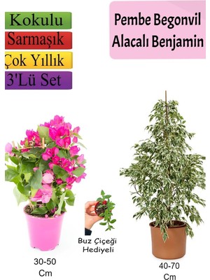 Hakay Nura Botanik Beyaz Alacalı Benjamin Bitkisi, Pembe Bodur Begonvil, Buz Çiçeği Hediyeli, 3'lü Set