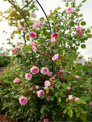 Hakay Nura Botanik Pembe Sarmaşık Çardak Gül Fidanı, 90-120 Cm, Saksılı/tüplü, 1 Adet