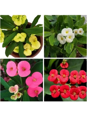 Hakay Serada Decor & Plant Dikenler Tacı Çiçeği, 4'lü Set, Sarı Kırmızı Pembe Beyaz, 10-15 Cm, Tüplü Euphorbia Milii