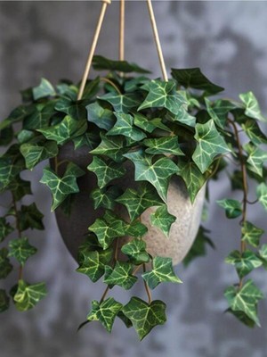 Hakay Gardenbox Yoğun Yapraklı Canlı Duvar Sarmaşığı, 40-60 Cm, Hedera Helix Türü, Yeşil