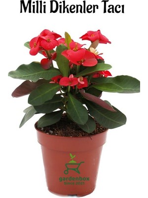 Hakay Kırmızı Dikenler Tacı Kaktüsü 1 Adet 15-25CM Red Euphorbia Milii