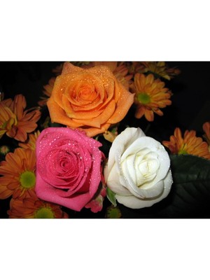 Hakay Nura Botanik Beyaz Pembe ve Narçiçeği Yediveren Kokulu Aşılı Gül, 30-60 Cm, Saksılı, 3 Adet