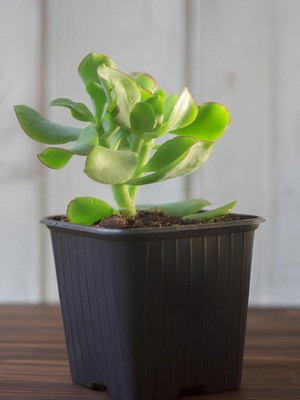 Hakay Nura Botanik Mini Saksılı Yeşim Çiçeği (Crassula Ovata), 10-15 Cm, Yeşil, Para Sukulenti