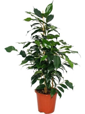 Hakay Yeşil Yapraklı Canlı Ev Ofis Salon Bitkisi 30-60CM Ficus Benjamina