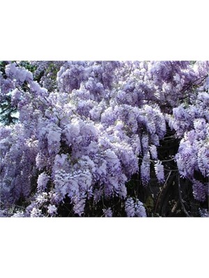 Hakay Nura Botanik Wisteria Sinensis Kokulu Çin Morsalkım Mor Salkım Fidanı, 40-60 cm