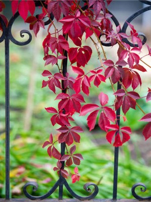 Hakay Nura Botanik Amerikan Sarmaşığı, 50-60 Cm, 1 Adet Saksılı, Parthenocissus Quinquefolia, Dış Mekan Bitkisi