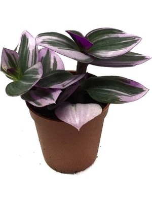 Hakay Nura Botanik Tradescantia 'nanouk' - Ev ve Ofis Bitkisi