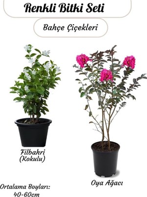 Hakay Nura Botanik Kokulu Filbahri Sarmaşığı ve Pembe Oya Ağacı Fidanı Saksılı, 40-60 cm