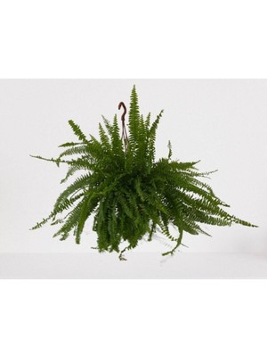 Hakay Nura Botanik Aşk Merdiveni Askılı Nephrolepis 30-40 cm