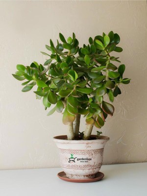 Hakay Bitkim Sende Crassula Ovata Yeşim Para Çiçeği Saksılı 15-25 cm Yeşil