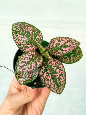Hakay Serada Decor & Plant Mini Pembeli Hostes Çiçeği, 5-15 Cm, Saksılı, Hypoestes