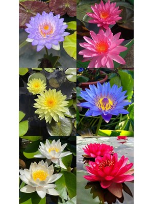 Hakay 15 Adet Lotus Çiçeği Tohumu Nilüfer Çiçeği Karışık Renkli Orjinal Lotus Su ve Toprakta Yetişir