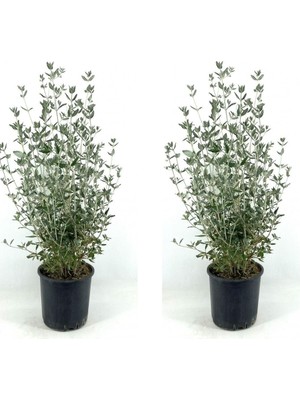 Die Grup Videolu Bol Yapraklı 2 Adet Zeytin Çalısı Fidanı 40-60CM Saksılı (Olive Bush)