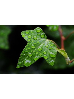 Hakay Serada Decor & Plant Tüplü Duvar Sarmaşığı Hedera Helix 50-70CM Üzeri, Çok Renkli