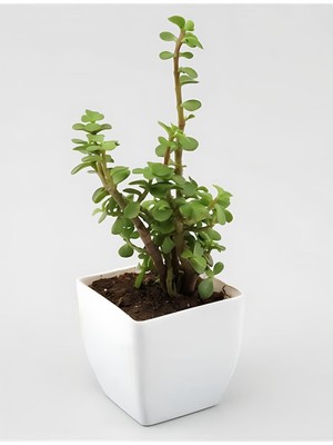 Hakay Nura Botanik Yeşim (Para) Çiçeği, 20-40 Cm, Teraryum Sukulent