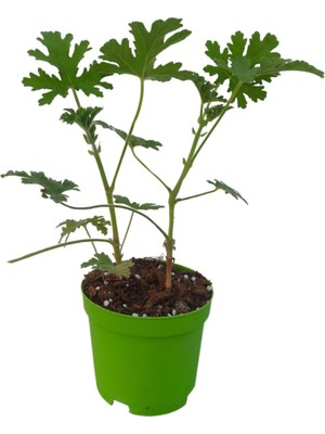 Hakay Nura Botanik Mini Itır Çiçeği, 5-10 Cm, 1 Adet Saksılı Iç/dış Mekan Bitkisi