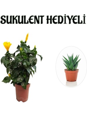 Hakay Nura Botanik Sarı Japon Gülü Çiçeği, Sukulent Hediyeli, Çiçekli Bodur Bitki
