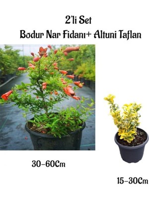 Hakay Nura Botanik Bodur Nar Ağacı Fidanı + Altuni Taflan Çit Bitkisi 2'li Set, 30-60CM ve 15-30CM