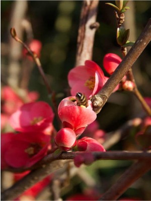 Hakay Gardenbox Japon Ayvası (Japanese Quince) Bol Çiçekli Süs Bitkisi Aşılı Meyve Fidanı