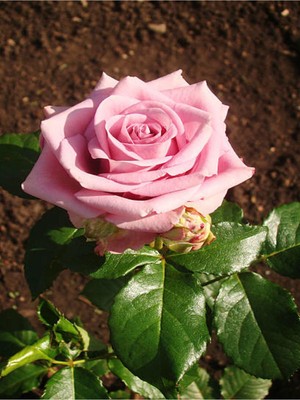 Hakay Nura Botanik Yediveren Pembe Gül, 25-40 Cm, 6 Adet Tüplü Aşılı, Pink Rose