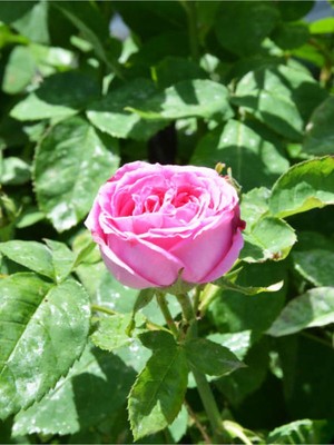 Hakay Nura Botanik Yediveren Kokulu Pembe Saksılı Aşılı Gül, 10-15 Cm, Pink Rose