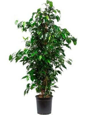 Hakay Nura Botanik Ficus Benjamin Salon Bitkisi, 60-100CM, Yeşil