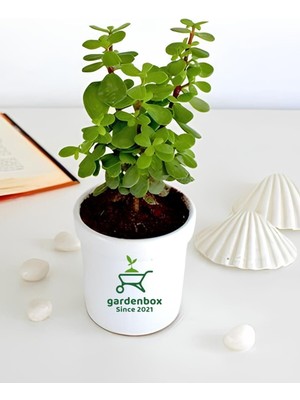 Hakay Nura Botanik Yeşim Para Çiçeği, 1 Adet, Dekoratif Canlı Bitki, 10-15 Cm, Crassula