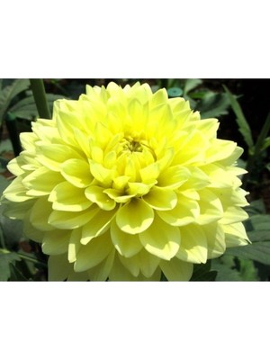 Hakay Nura Botanik Sarı Yıldız Çiçeği, 20-30 Cm, Çiçekli Bodur Bitkiler, Yellow Dahlia