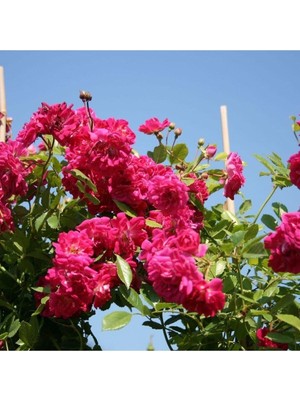 Hakay Gardenbox Pembe Sarmaşık Kokulu Tüplü Aşılı Gül, 90-140 Cm, Pink Rose