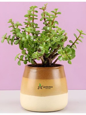 Hakay Nura Botanik Yeşim Para Bitkisi, Saksılı, Iç Mekan Salon Çiçeği, 15-30CM, Yeşil