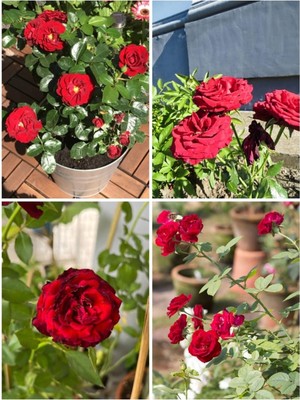 Hakay Serada Decor & Plant Yediveren Kokulu Kırmızı Gül, 50-60 Cm, 3 Adet Saksılı Aşılı Red Rose