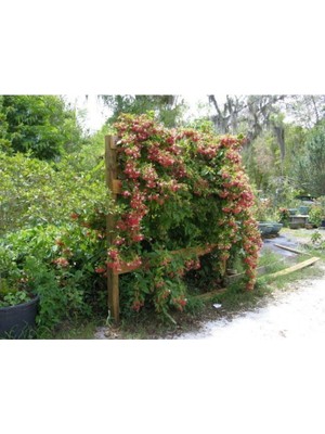 Hakay Gardenbox Kırmızı Hanımeli Çiçeği, Lonicera Sempervivens, Dış Mekan Sarmaşık Bitkileri