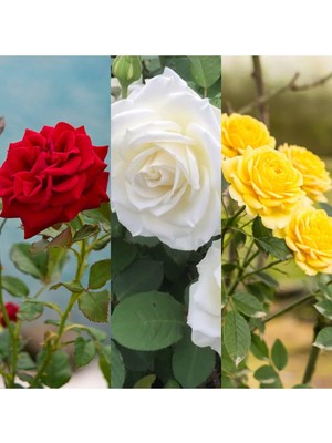 Hakay Nura Botanik 3 Adet Kırmızı Beyaz Sarı Gül Fidanı Saksılı 45-85 cm