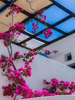 Hakay Nura Botanik Bodur Fuşya Gelin Duvağı Begonvil, 30-60 Cm, 1 Adet Saksılı Bougainvillea
