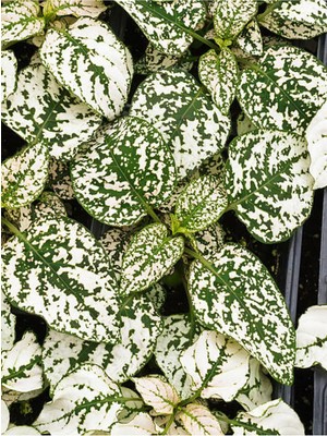 Hakay Nura Botanik Beyaz Hypoestes Saksılı Bitki, 10-15 cm