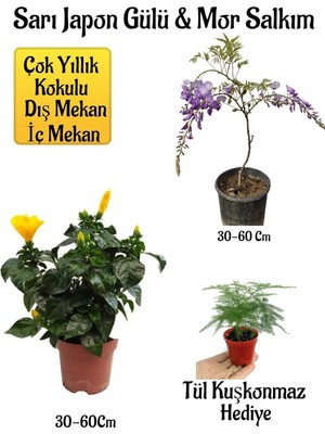 Hakay Gardenbox Sarı Japon Gülü Çiçeği, Mor Salkım Ağacı Fidanı, Tül Kuşkonmaz Hediyeli Peyzaj Seti, Çok Renkli, 30-60 cm