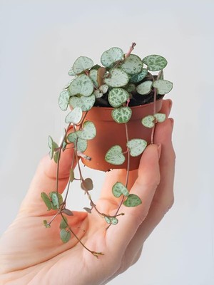 Hakay Nura Botanik Ceropegia Woodii String Of Hearts, 10-20 Cm, Saksılı Bitki