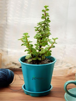 Hakay Serada Decor & Plant Yeşim Para Çiçeği Saksılı, 15-30 Cm, Ofis ve Ev Için, Portulacaria Afra