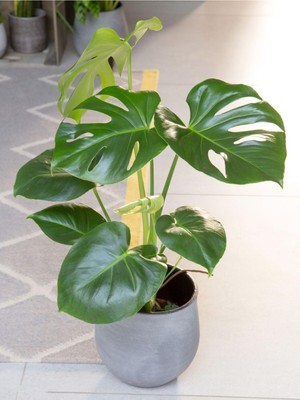Hakay Nura Botanik Monstera Deliciosa Deve Tabanı, 30-50 Cm, Küçük Boy