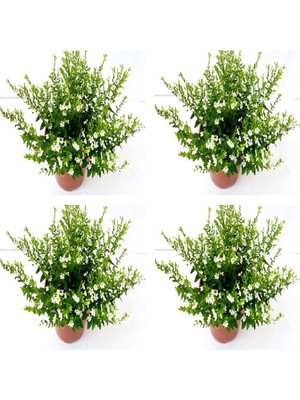 Hakay Nura Botanik 4'lü Beyaz Küfeya Çiçeği Fidanı, 20-30 Cm, Tüplü, Periwinkle