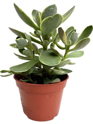 Hakay Gardenbox 10-15 cm Mini Para Yeşim Çiçeği, Ofis & Salon Için Canlı Sukulent