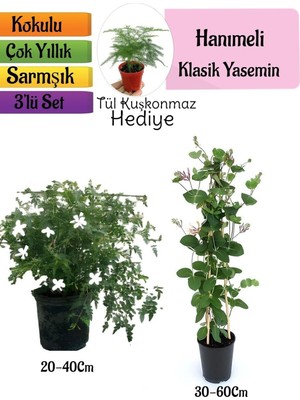 Hakay Çok Avantajlı Klasik Kokulu Yasemin+Kokulu Hanımeli Çiçeği+Tül Kuşkonmaz Hediyeli
