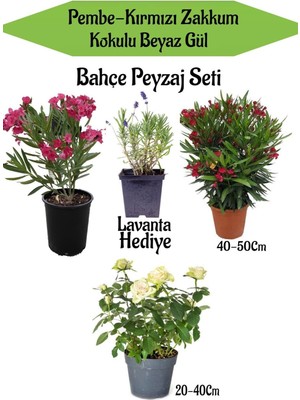Hakay Serada Decor & Plant Bahçe Seti, Pembe Zakkum, Kırmızı Zakkum, Beyaz Gül Fidanı, Lavanta Hediye