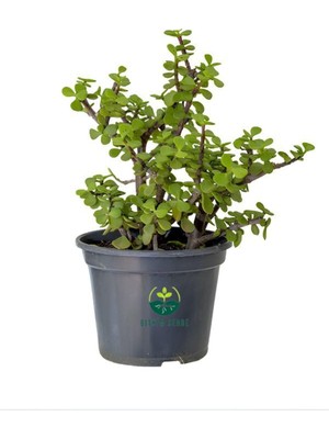 Hakay Serada Decor & Plant Portulacaria Afra Yeşim Çiçeği Saksılı, 15-30CM, Yeşil, Ofis ve Salon Bitkisi