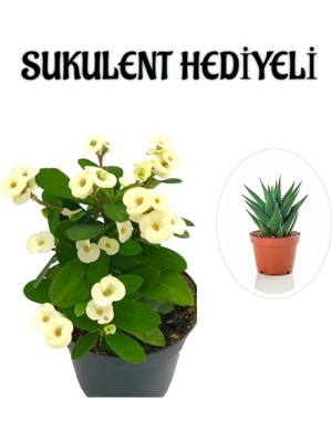 Hakay Nura Botanik Beyaz Çiçekli Kaktüs, Sukulent Hediyeli